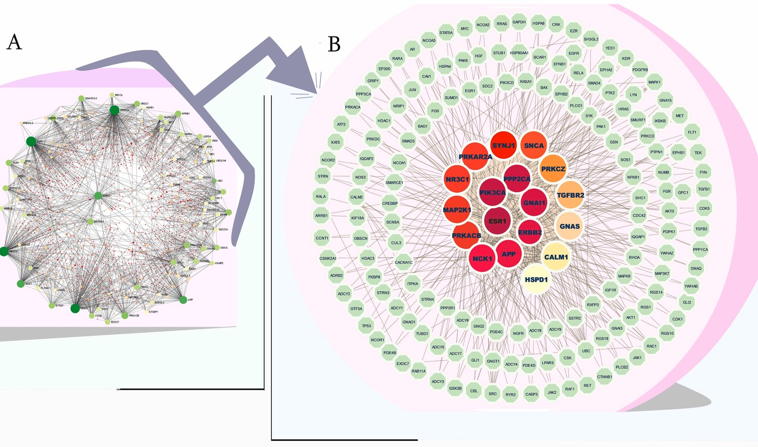 Depiction of protein-protein interaction network of dysregulated genes